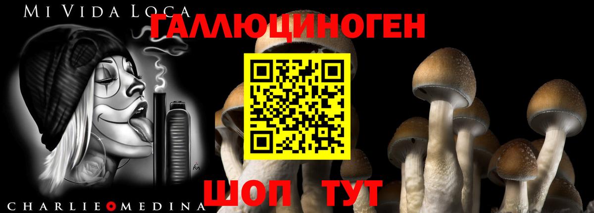 Тайшет  Псилоцибиновые грибы Psilocybine cubensis  Вход с VPN 